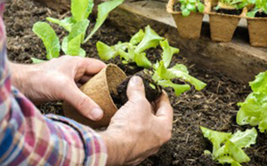 At first it is vital to find some simple form of occupation like gardening that won’t feed the psychotic thinking