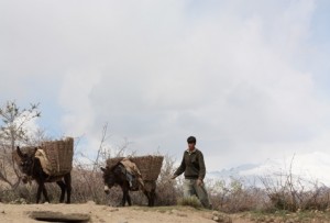 Access to useful occupation in subsistence farming may both protect against diabetes and improve mental health outcomes for people with schizophrenia in the developing world.