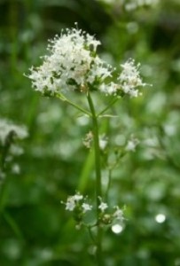 Herbal remedies like Valerian have traditionally been used as a remedy for sleep problems but there is a real lack of hard evidence about its use in schizophrenia. (Image: Franz Xaver on Wikimedia Commons)